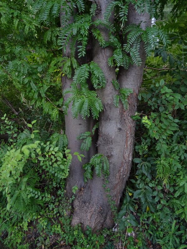 Gleditsia triacanthos var. inermis - Fabaceae